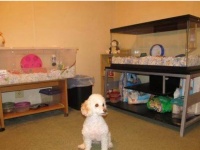 仓鼠笼的种类一般分为：铁笼、塑料笼、亚克力板笼和水...