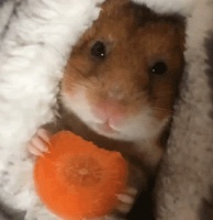 你给仓鼠住的笼子真的是“别墅”吗？最全面的仓鼠笼选购攻略