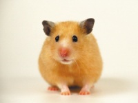 今年春节，杭州“鼠”它最红