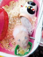 讨吉利 鼠年养鼠每天伤俩人