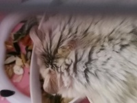 【图片】新手求助，去年夏天从宠物店买的仓鼠，不知种类及鼠龄，为了家里孩子健康，一直在笼子养着，从未上过手，一般五天左右做笼子清理