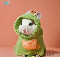 养仓鼠怕生病？来我给你支支招