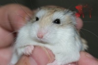 如何让仓鼠怀孕？