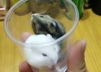 想让仓鼠生宝宝，却总打架？不满足几个条件，还是别要鼠宝了