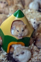 仓鼠怎么配对繁殖