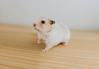 仓鼠控必备！新手入门全攻略，养仓鼠你需要准备这些！