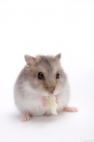 仓鼠不想养了怎么办