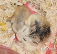 养三线仓鼠前要买哪些仓鼠用品？