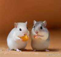 繁殖宠物仓鼠的方法与技巧：培养可爱的小家族