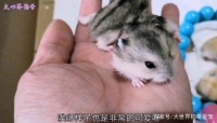 给初养仓鼠的小伙伴们的小建议