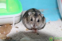 仓鼠什么品种好养活？