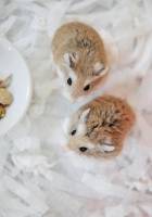 哪些可以给仓鼠充当玩具