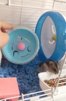 给仓鼠用的7款“玩具”，第3种最不实用，第2鼠子最喜欢