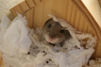 仓鼠控必看！怎么养仓鼠，让你的小宝贝活力四射！