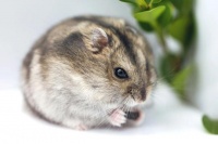 如何确保夏天仓鼠的水源清洁？