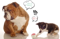 ILIKE丝瓜络 甜甜圈 清洁牙齿啃咬 狗狗 猫 仓鼠 宠物玩具LP