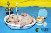 仓鼠多久洗一次澡 几天清理笼子