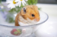 仓鼠还不知道多久洗个澡沙？小心让它“走穴”