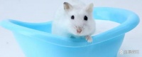 仓鼠洗澡要洗几分钟？仓鼠洗澡小知识盘点