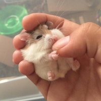 啾~抱鼠新姿势来咯，学会没？