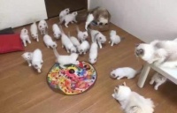 你见过一窝20只的小奶猫吗，简直要萌化你的心，好想抱养一只啊！