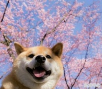 宠物粮到哪里拿货便宜点