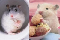 可爱宠物仓鼠怎么养 只要准备这些