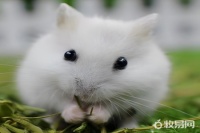 仓鼠如何养殖 介绍仓鼠养殖方法与技巧