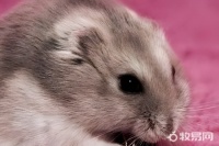 如何饲养仓鼠 饲养仓鼠方法介绍