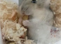 仓鼠怎么养长寿？宠主：注意这三点，仓鼠会幸福的陪你到老去