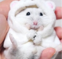 8种仓鼠常见疾病科普！