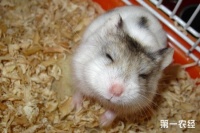 仓鼠生病了怎么办?常见的仓鼠疾病及防治方法有哪些?