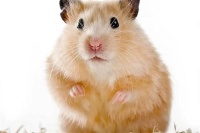 仓鼠感冒一般几天能好？