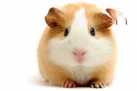 仓鼠常见疾病及处理方法