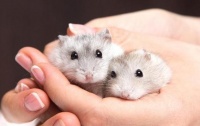 如何训练仓鼠上手不咬人？