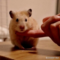 如何训练你的仓鼠，让它们成为听话的小精灵？