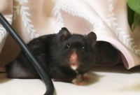 如何训练黑熊仓鼠