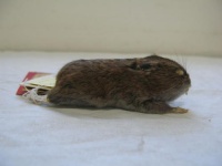 长尾仓鼠可以训练吗