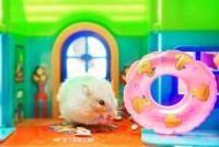 养过仓鼠才明白，想要训练仓鼠听主人话？这几个方法和技巧收藏好