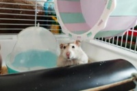 你家宠物是怎么跟人互动的？网友：我家仓鼠老是对我笑