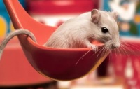 让仓鼠感到舒服的动作