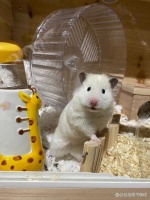 与仓鼠建立亲密关系的秘诀：如何与你的小仓鼠愉快互动