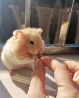 训练你的仓鼠：有趣又简单的技巧