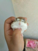 如何跟仓鼠互动？网友表示：强行上手的感觉真不错！