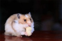 怎么和刚到家的仓鼠相处？