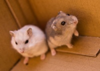 仓鼠怎么养，要晒太阳吗？