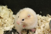 小孩养仓鼠有什么害处