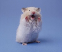 仓鼠胆子小，宠主一定要小心呵护，不然它们真的会被“吓破胆”