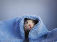 养仓鼠指南：冬天让仓鼠保持温暖的 10大方法！鼠鼠家长们必会