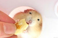 三线仓鼠怎么养才亲近你？这些秘诀让你成为仓鼠的知心好友！